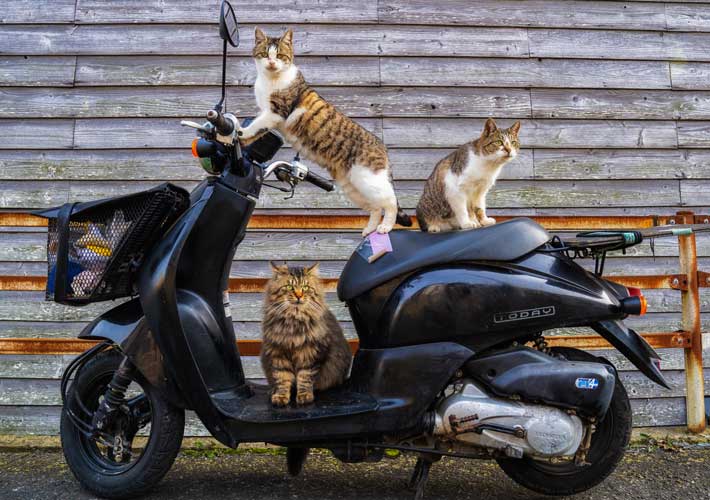 バイクに乗る猫の写真