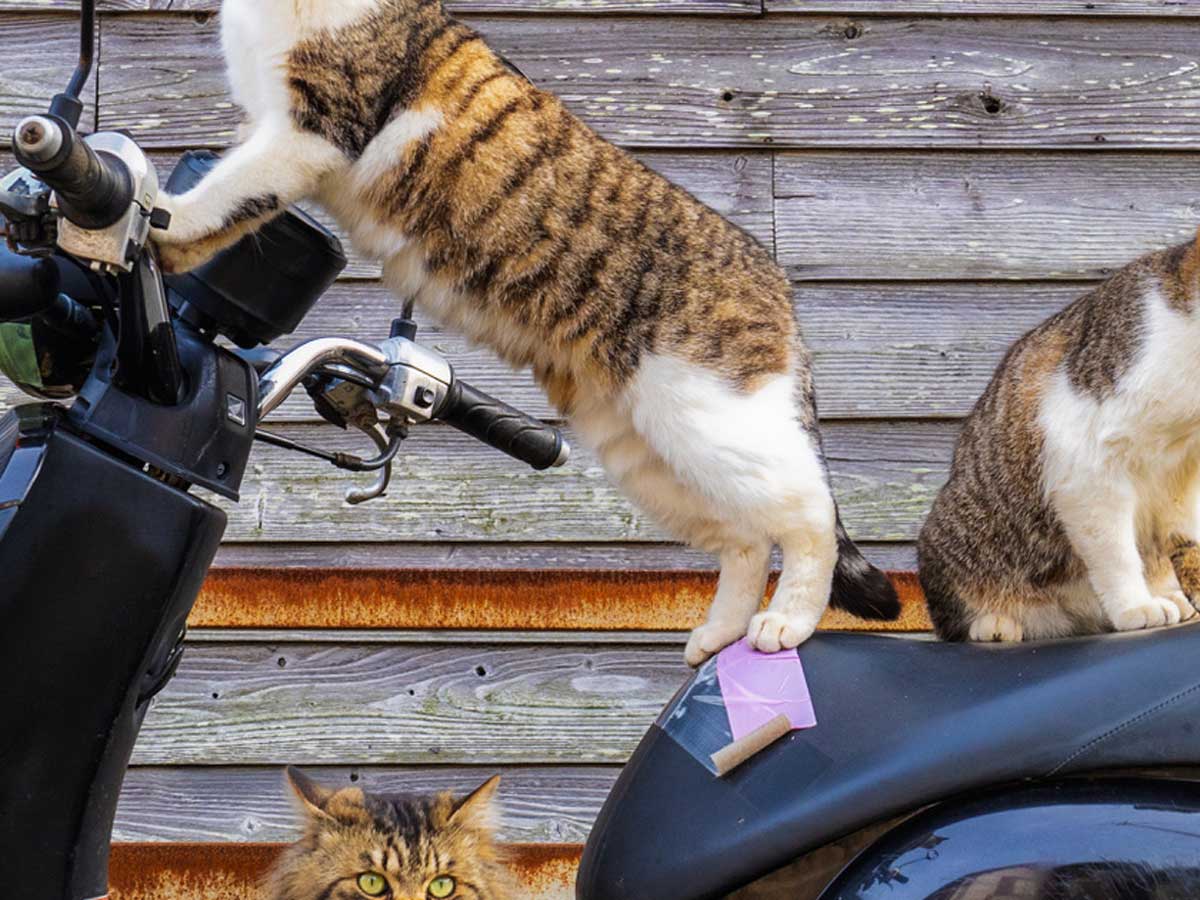 バイクに乗る猫の写真