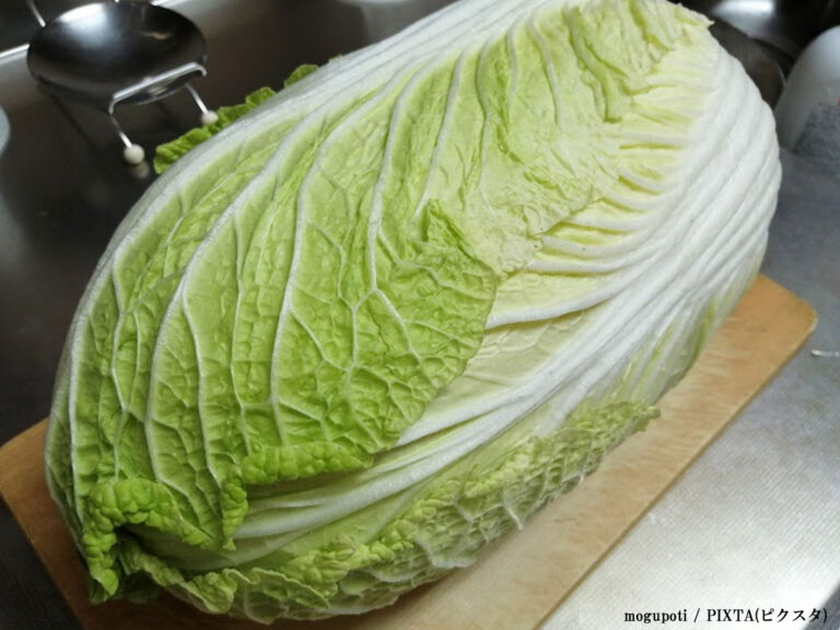 白菜の写真
