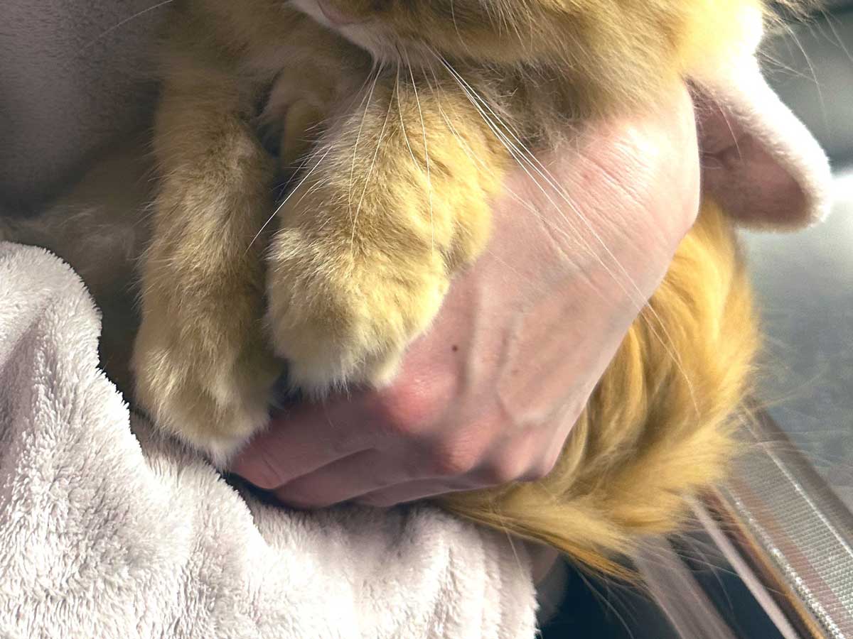 抱っこされる猫の写真