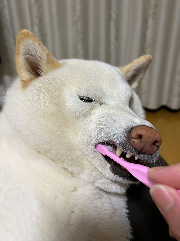 歯を磨く犬の写真