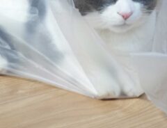 レジ袋と猫の写真