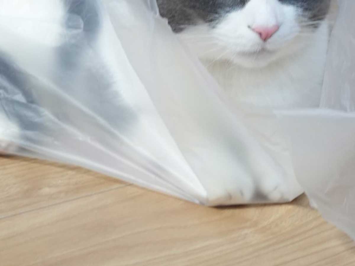 レジ袋と猫の写真