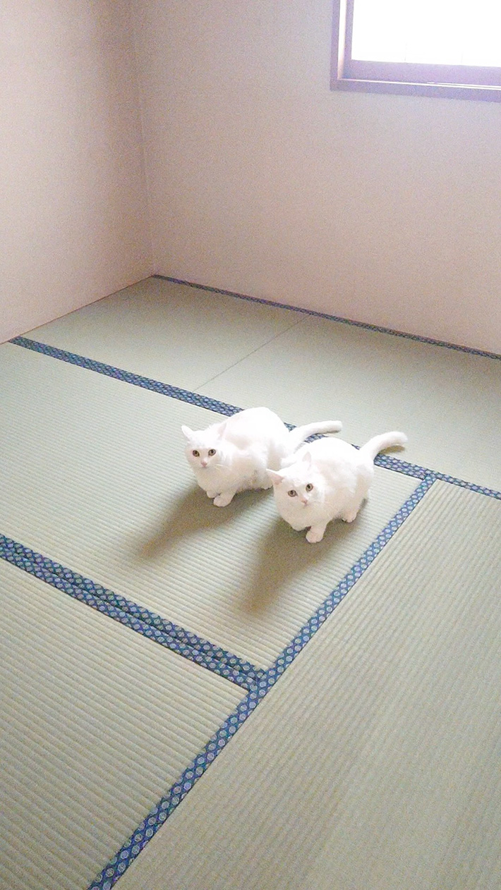 畳の上に座る猫の写真