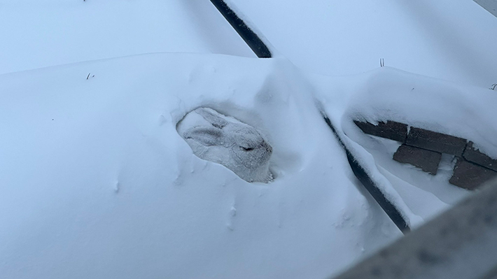 雪の中にいるウサギの写真