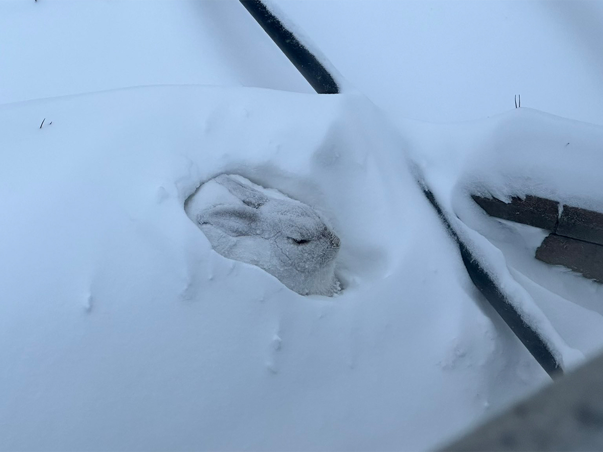 雪の中にいるウサギの写真