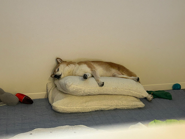 寝ている柴犬の写真