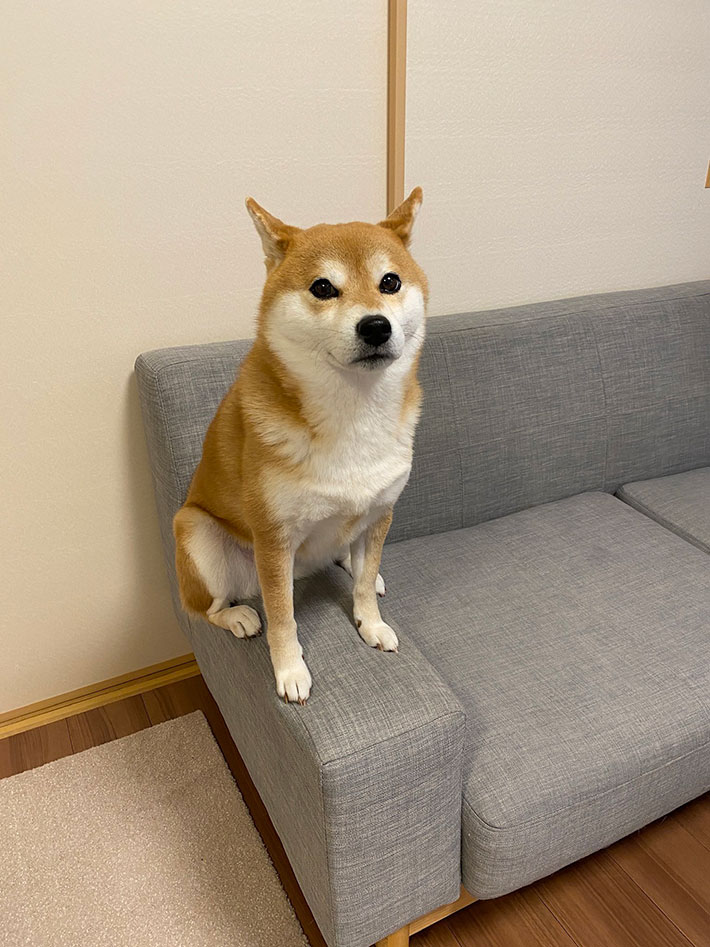 ソファの肘掛けに座る柴犬の写真