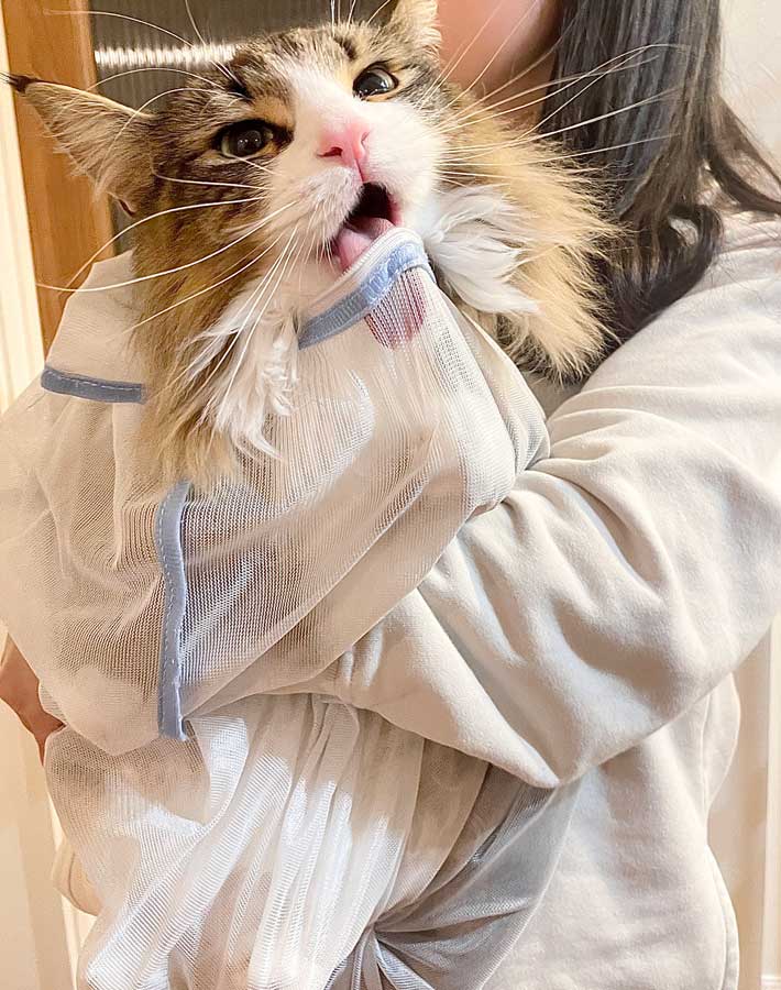 洗濯ネットに入れられる猫の画像