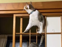 部屋の障子に集まる猫２匹　とった行動に、飼い主「何の訓練だよ」
