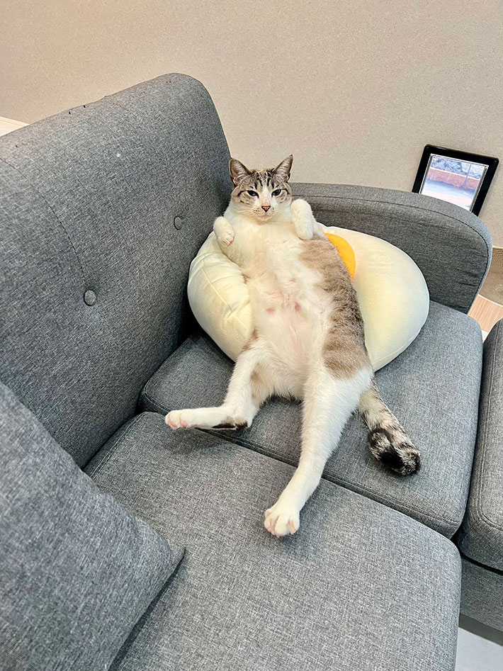 目玉焼きを模したクッションに座る猫の写真