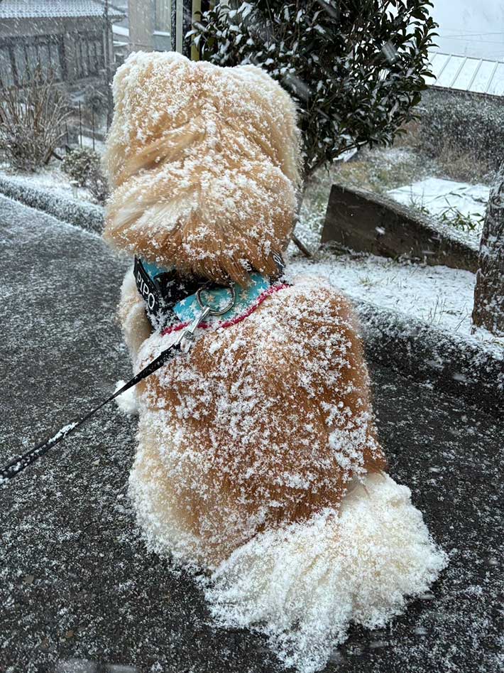雪の中の秋田犬写真