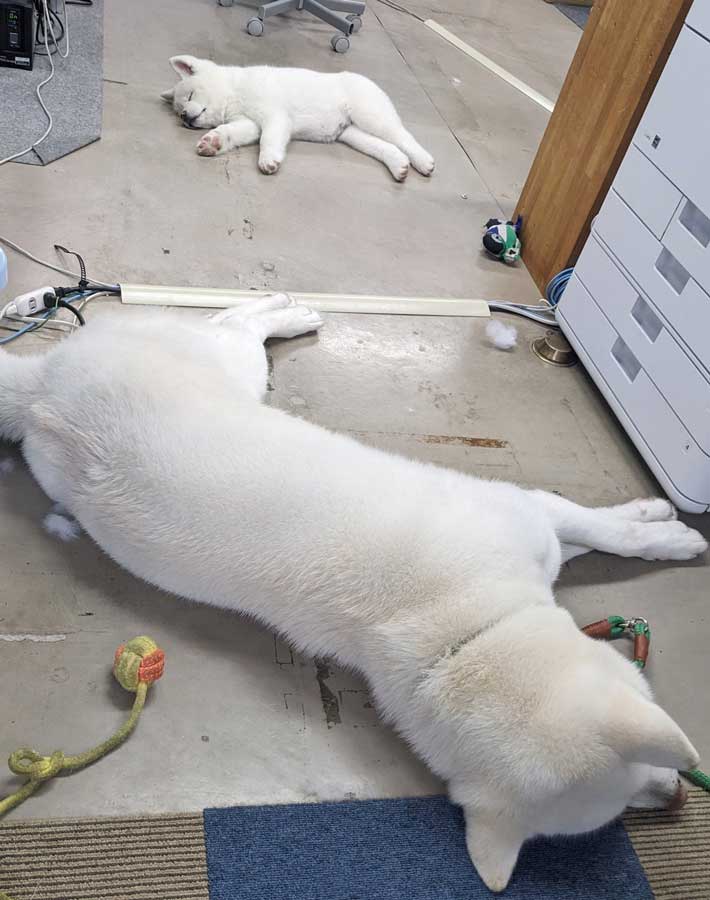 事務所で寝る２匹の秋田犬の画像