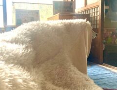 毛布をかぶった柴犬の写真