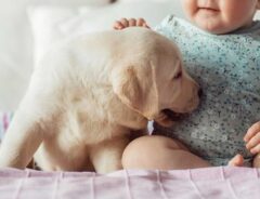 犬と赤ちゃんの写真