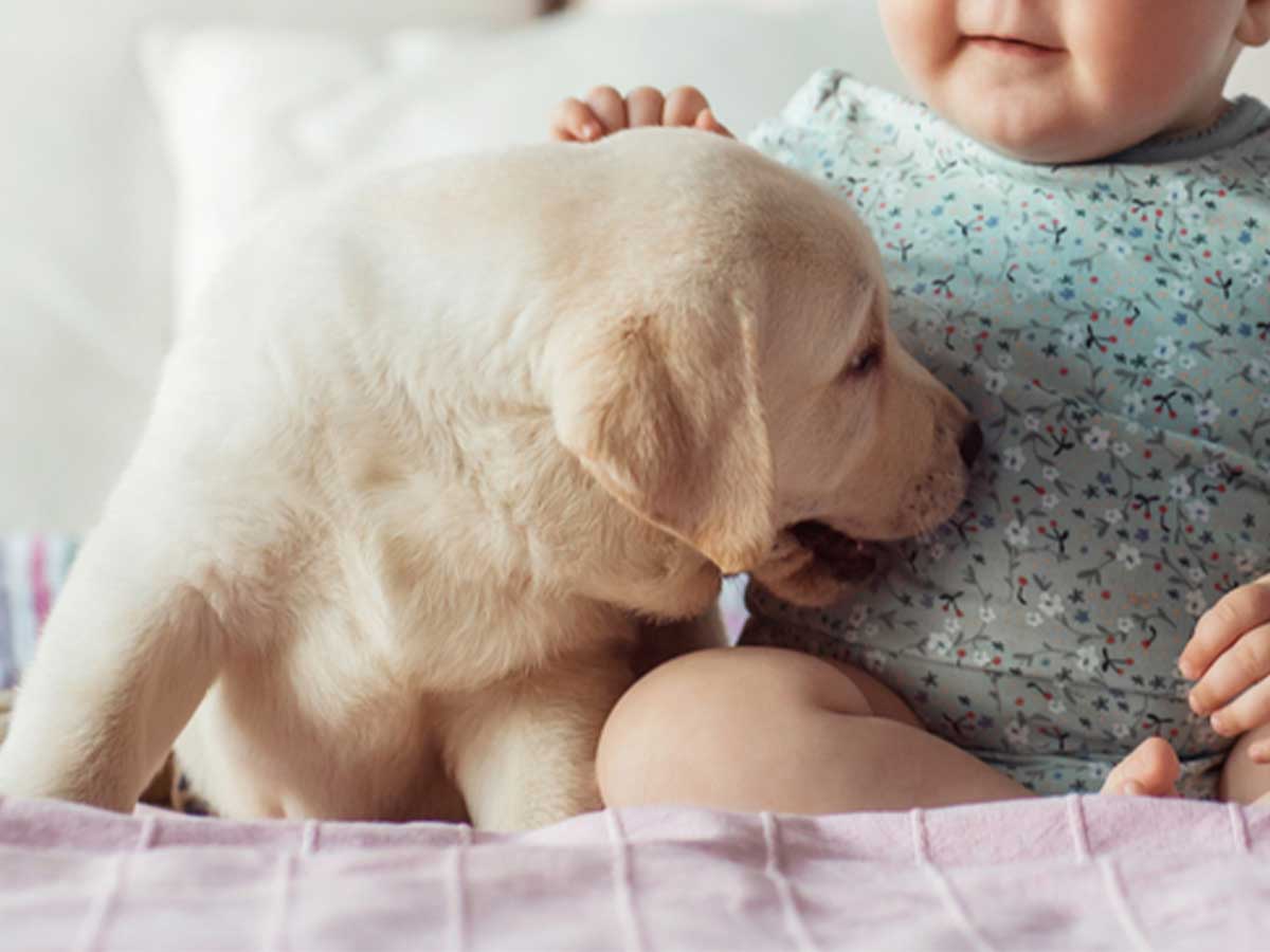犬と赤ちゃんの写真
