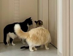 「中身人間やろ」　ドア前に集まる猫、次の瞬間？「爆笑した」「どうなっているの」