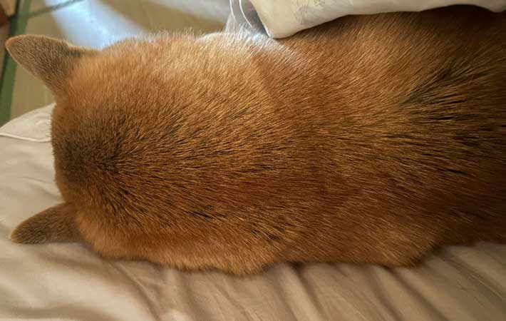 添い寝する柴犬の写真