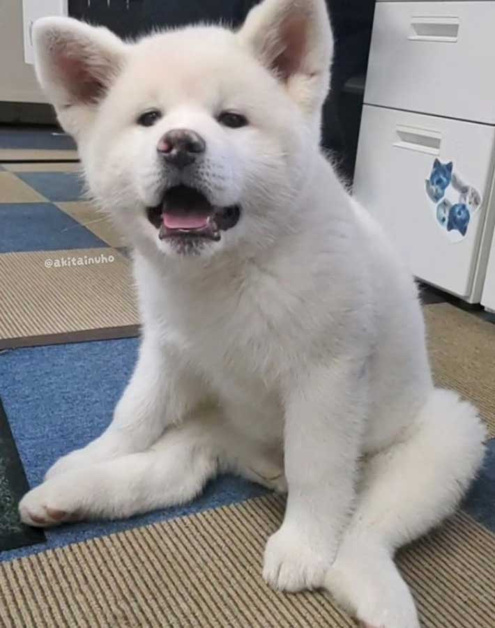 秋田犬の子犬の写真