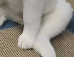 秋田犬の足の写真