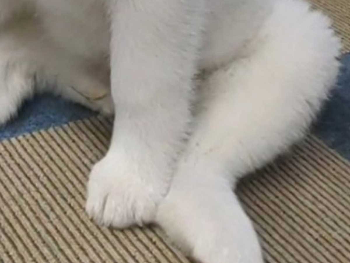 秋田犬の足の写真