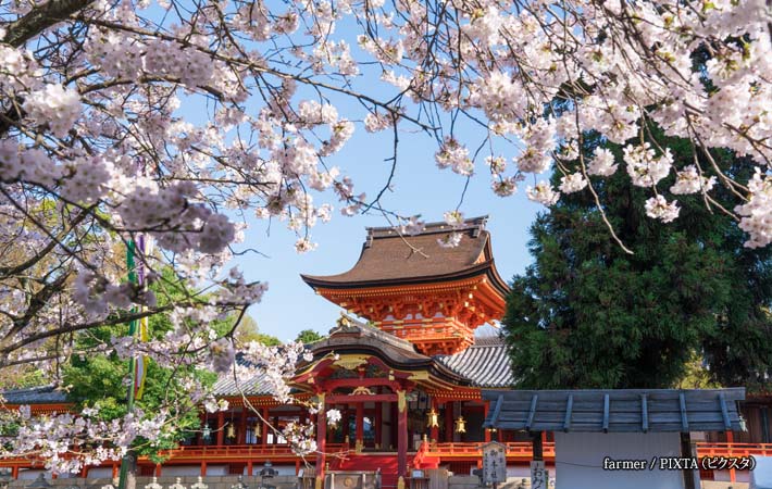 石清水八幡宮の桜の写真