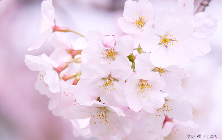 なんて美しいの…」春の贈り物としてもおすすめ！『桜のクリスタルハー 