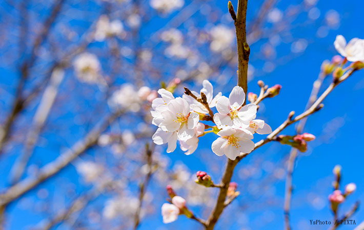 桜の開花画像