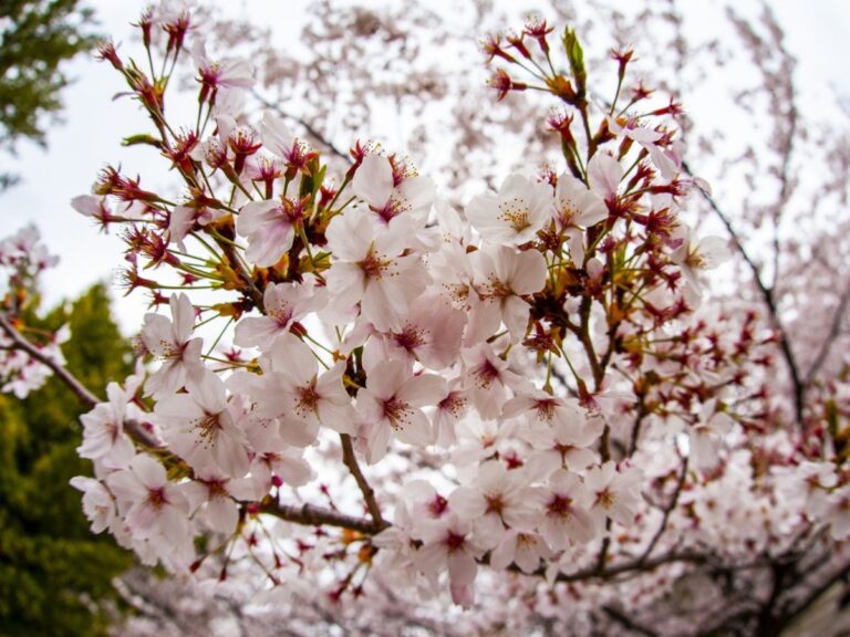満開の桜