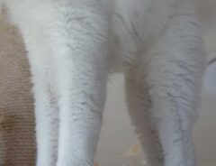 猫の足の写真