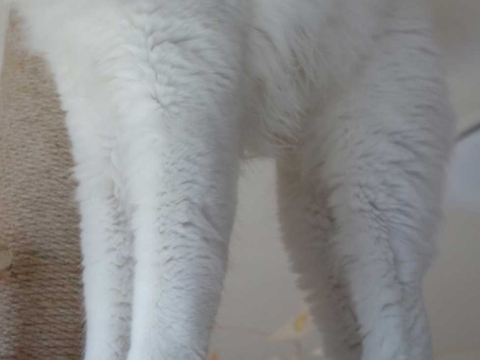 猫の足の写真