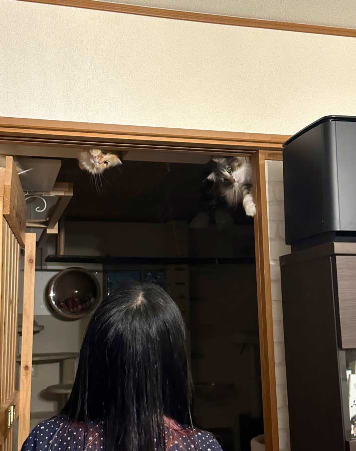 天井から顔を出す猫の写真