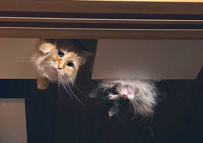 天井から顔を出す猫の写真