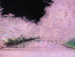 「満開の桜が、咲き満ちてこぼれ落ち…」　散った花びらをうつした光景に感動！