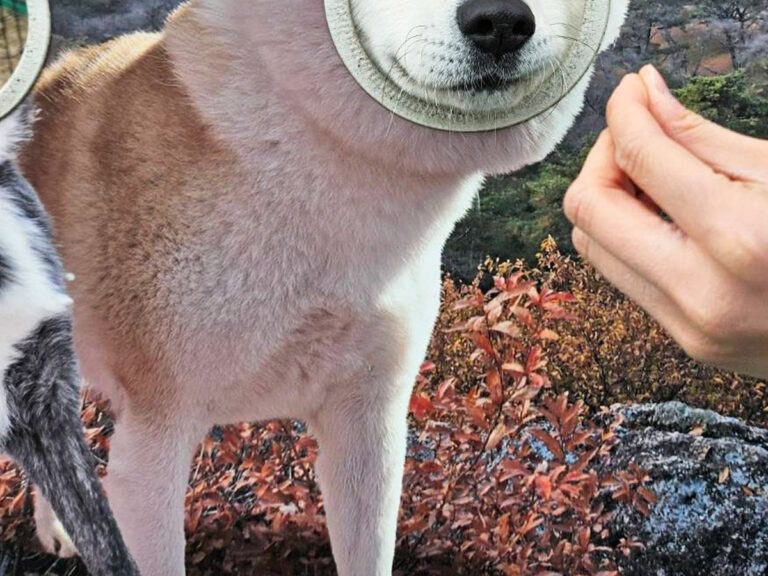 秋田犬が写った1枚に「そういうことか！」 真相に「まさかの発想