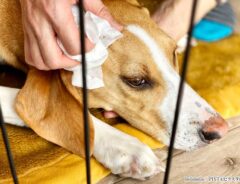 犬猫のくしゃみや鼻水　実はそれ…　約半数は知らない事実に驚愕！