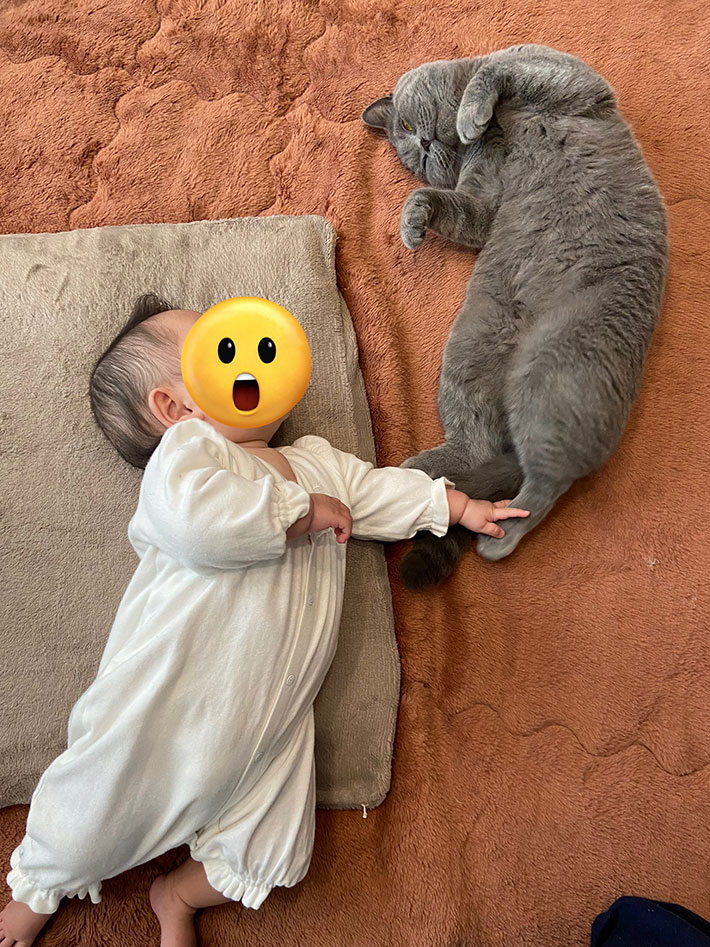 赤ちゃんと猫の写真