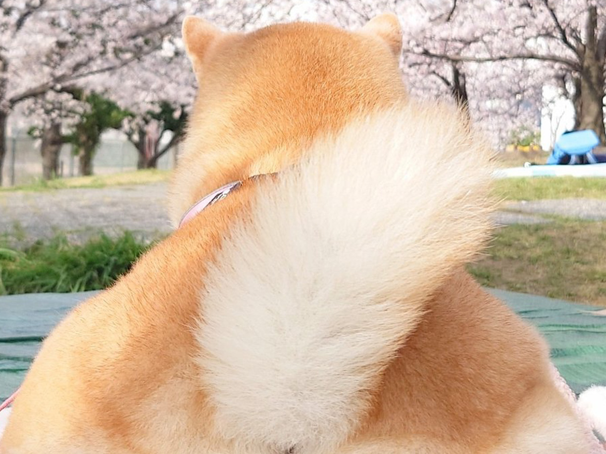 柴犬と桜の写真