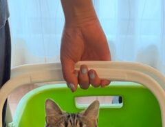 洗濯カゴに入る猫の写真