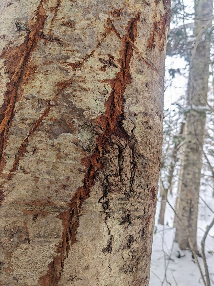 木の傷跡の写真