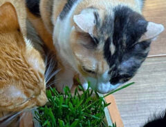 猫草と猫の写真