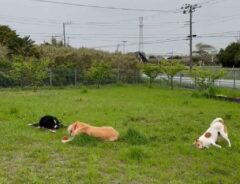 愛犬たちが『予想外な姿』に…　ドッグランの様子を映した動画に「ワロタ」