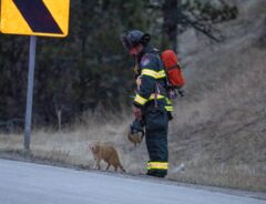 交通事故の現場に現れた猫　消防士たちを癒しまくった結果？「最高の結末！」