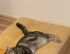 意外な『アレ』を枕にして寝る猫　そのかわいすぎる姿が、こちら