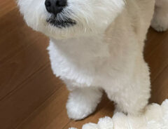 犬の写真