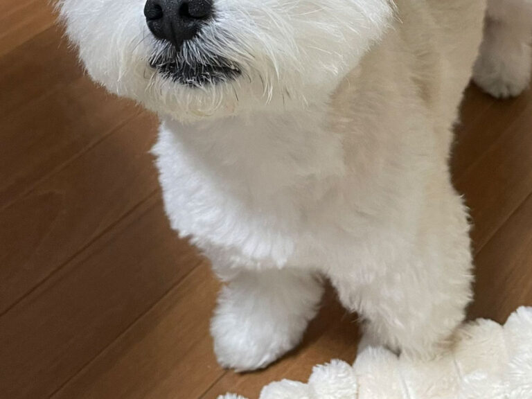 犬の写真
