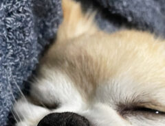 １mmも悩みがなさそうな犬　衝撃的な寝顔に「顔、顔ー！」