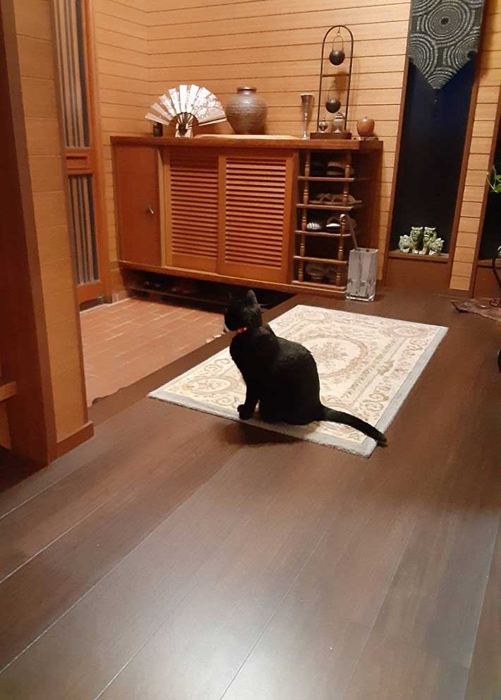 猫の写真