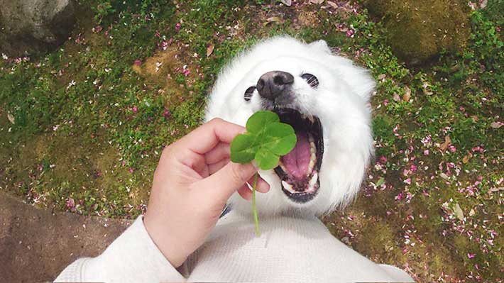 犬の写真