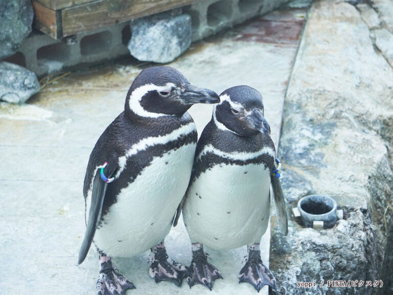 ペンギンの写真